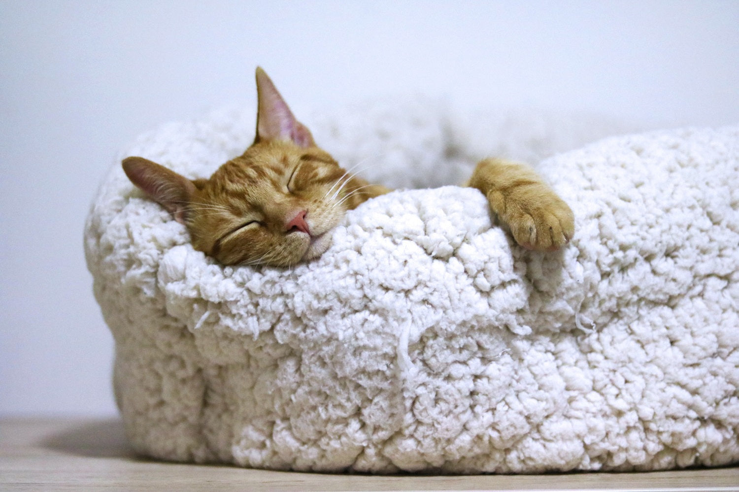 Tips for Keeping Your Cat Relaxed
